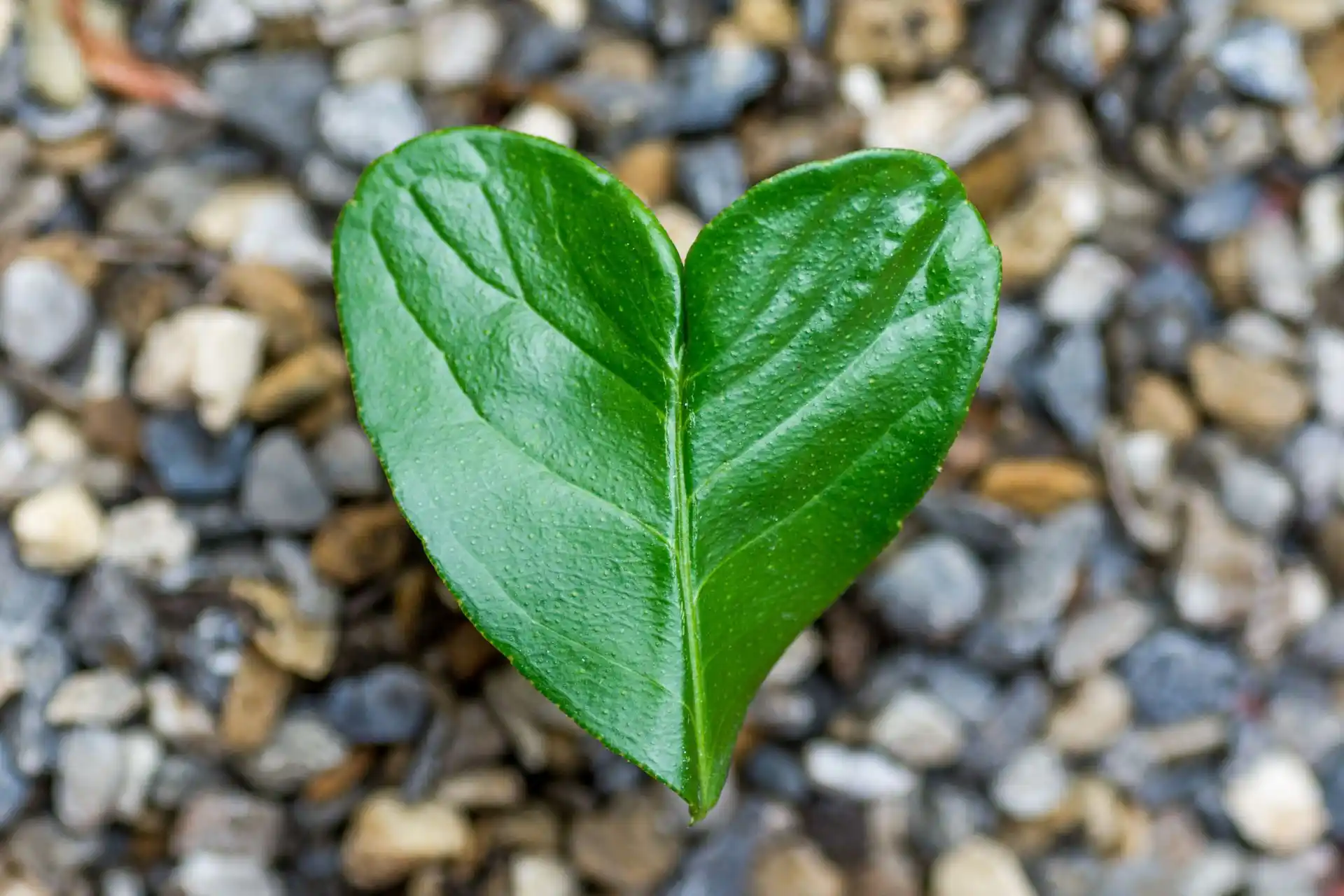 Pflanzenblatt in Herzform auf Steinweg