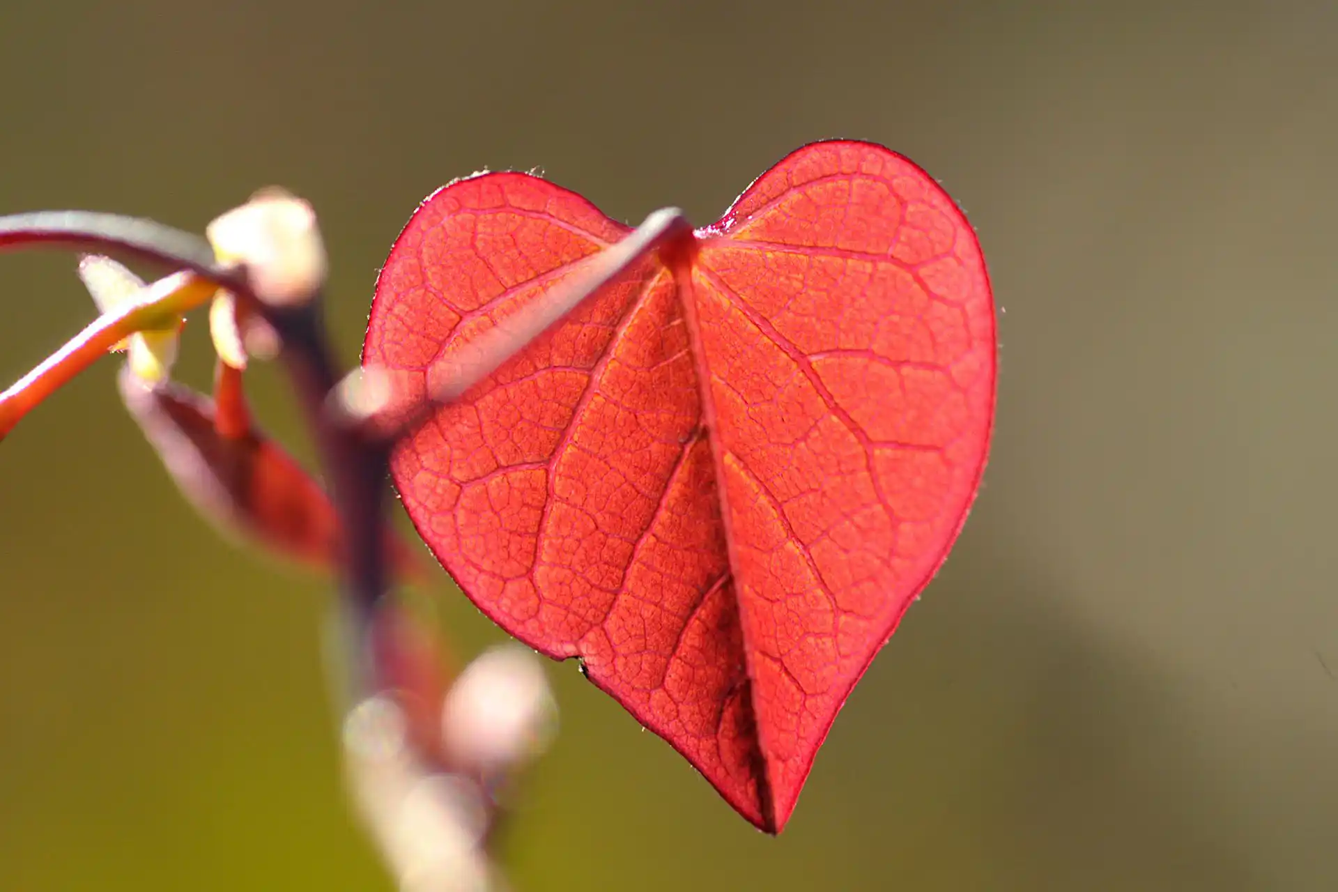 Rotes Pflanzenblatt an Ast in Herzform