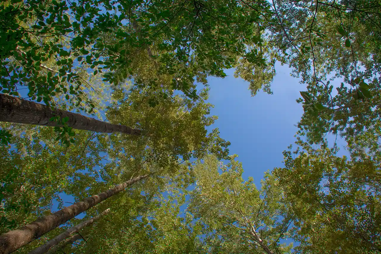 Baumkrone mit Öffnung in Himmel in Herzform